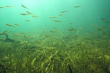 Musky Habitat Shallow Grass